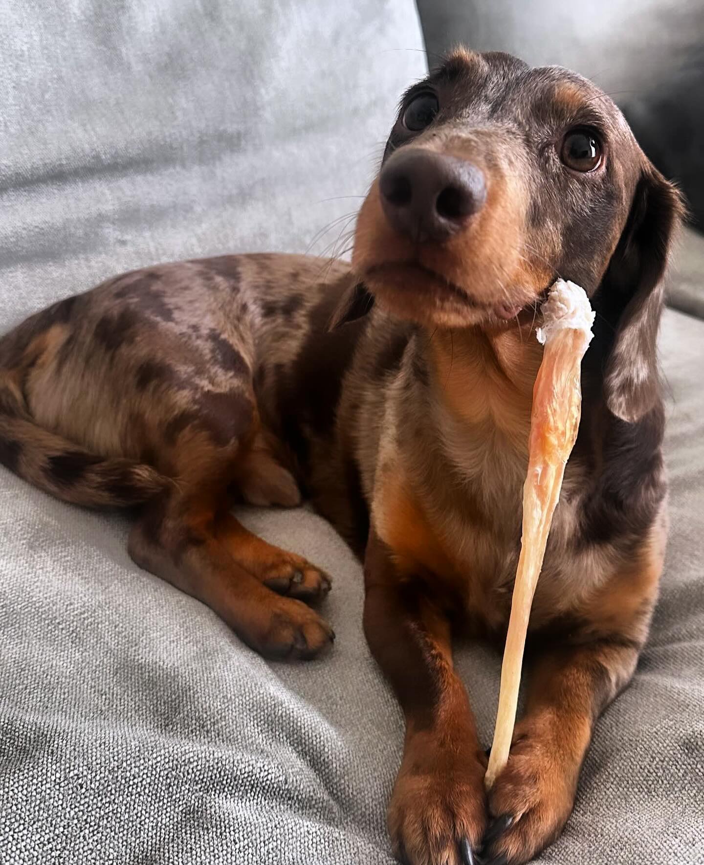 Understanding the Benefits of Natural Dog Chews