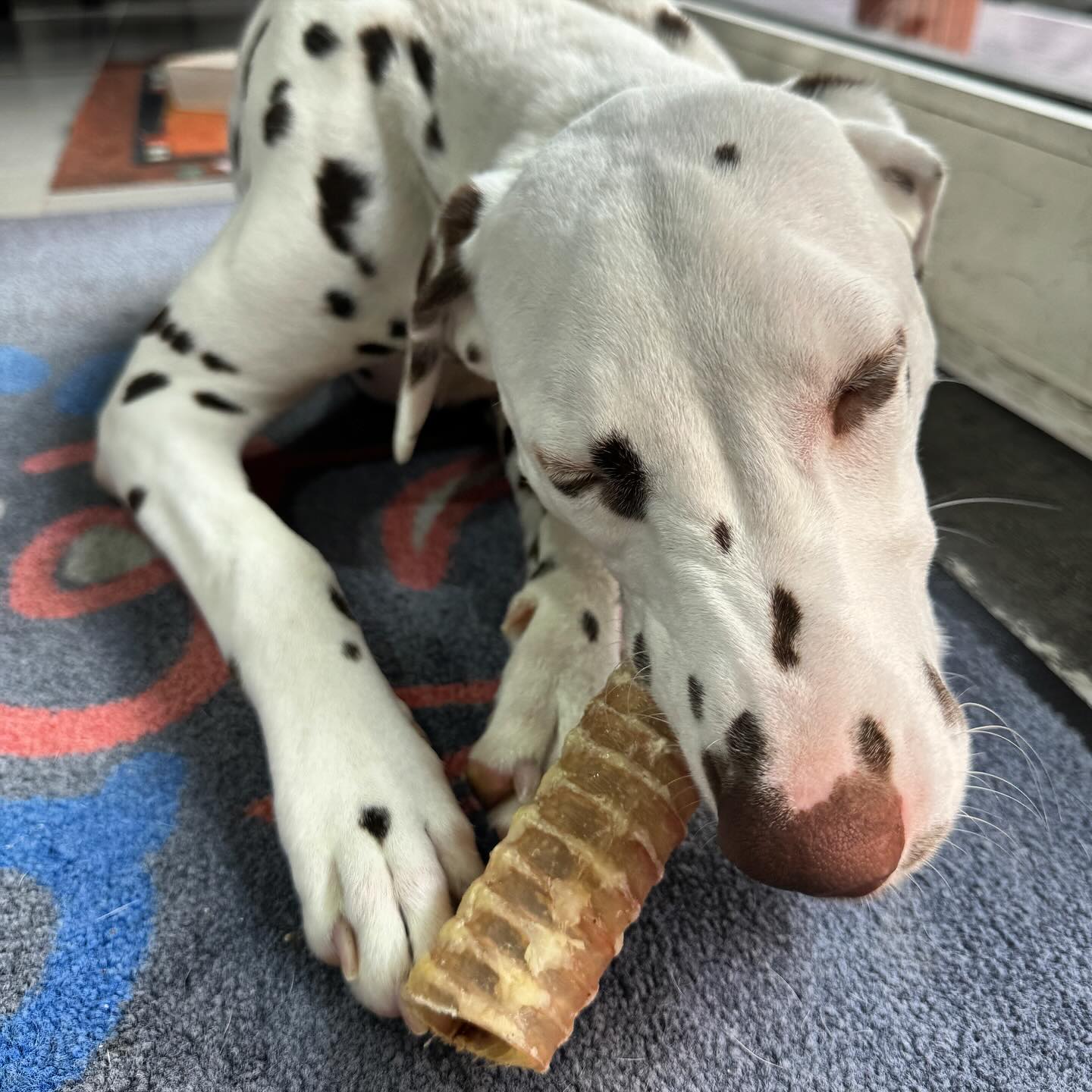 Medium size dog chewing a trachea chew