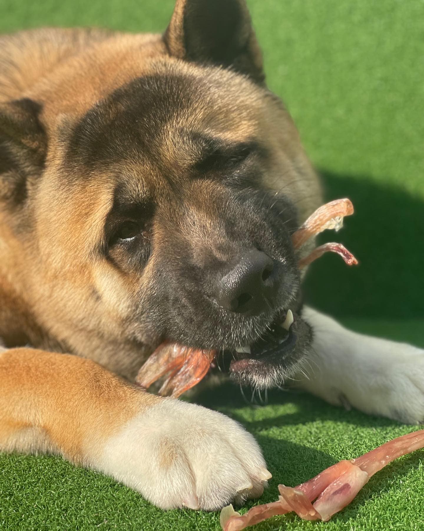 Natural Dog Chews for Senior Dogs