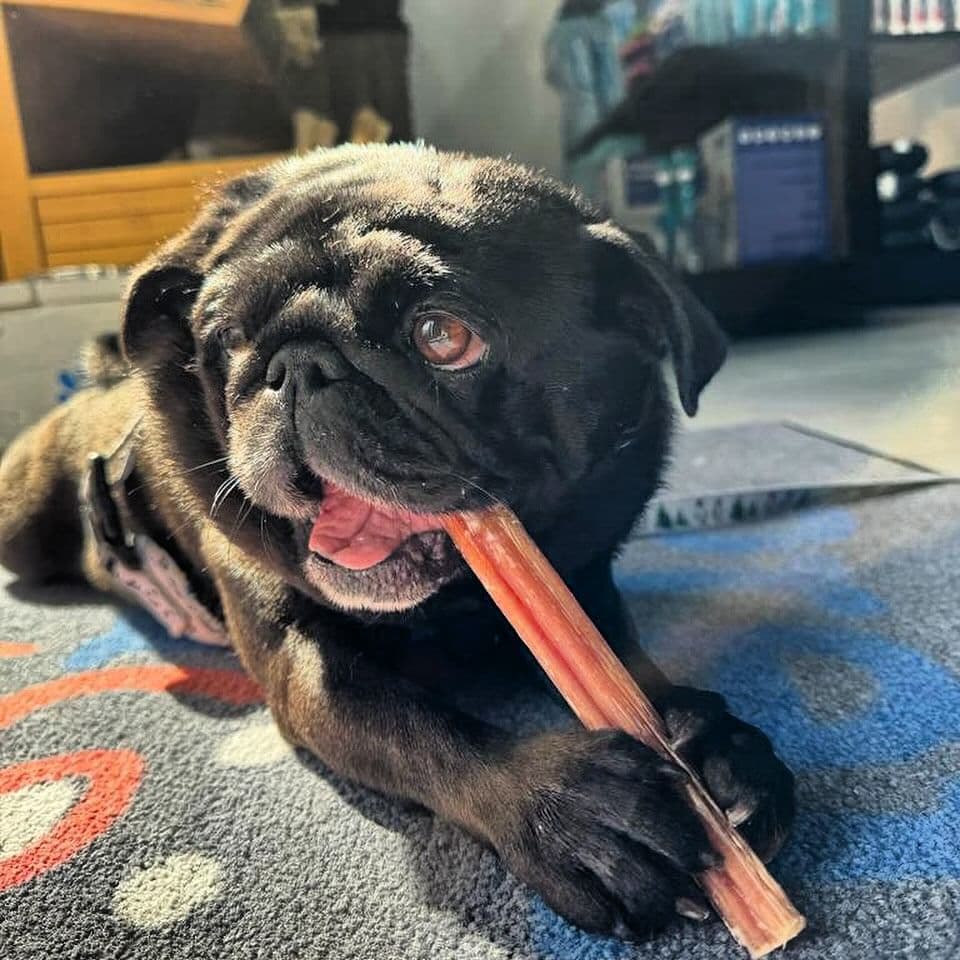 Natural Bully Sticks: A Savory Solution to Dog Boredom and Anxiety