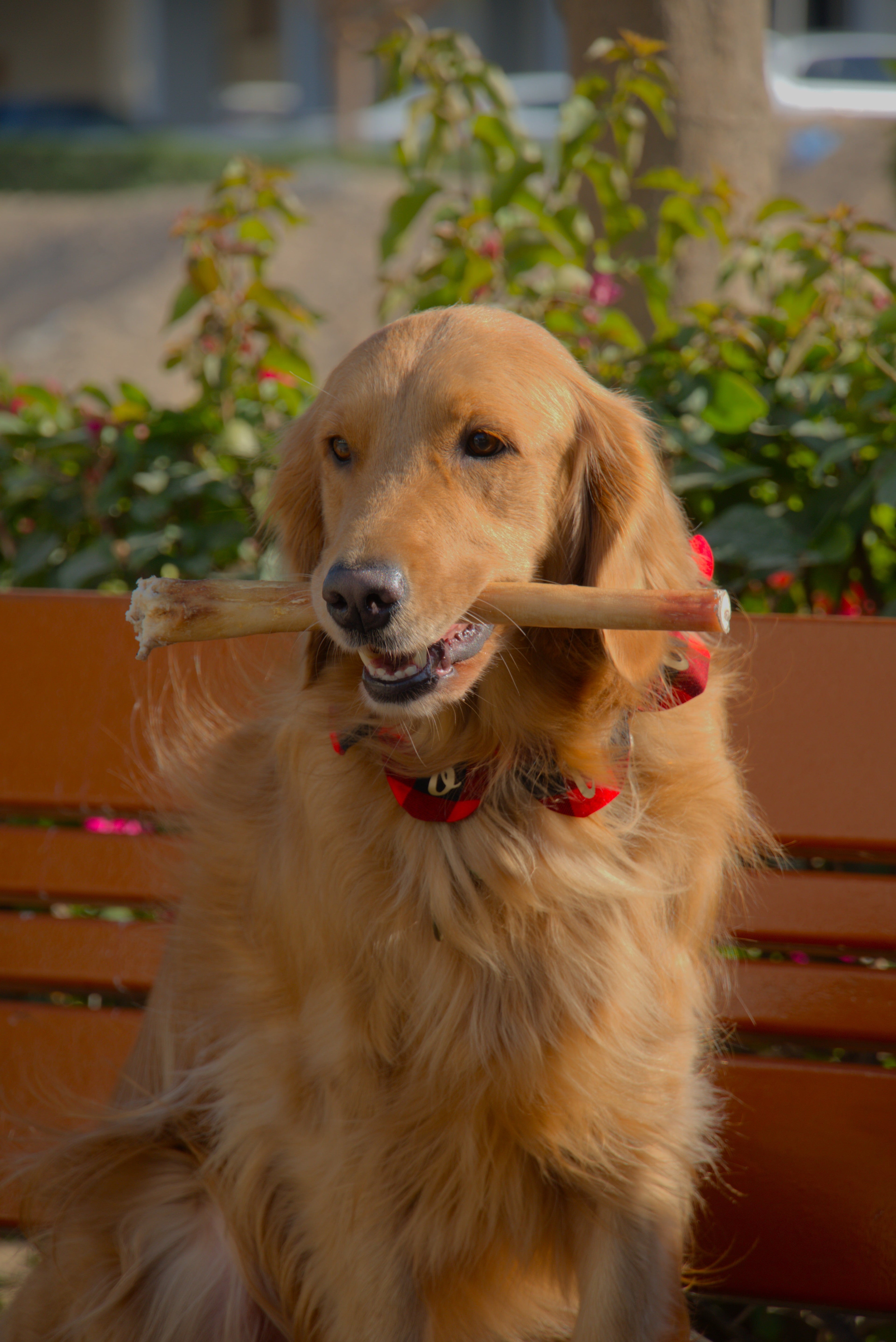 Dog holding a bully stick in her mouth