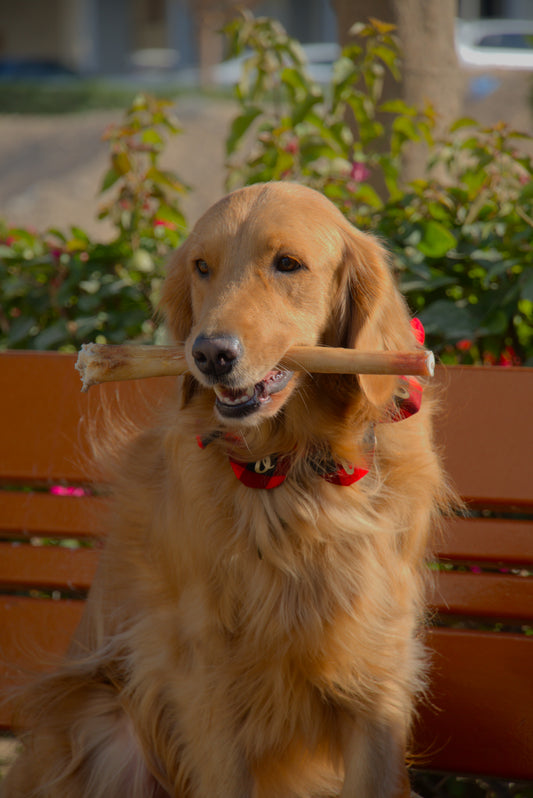 Dog holding a bully stick in her mouth