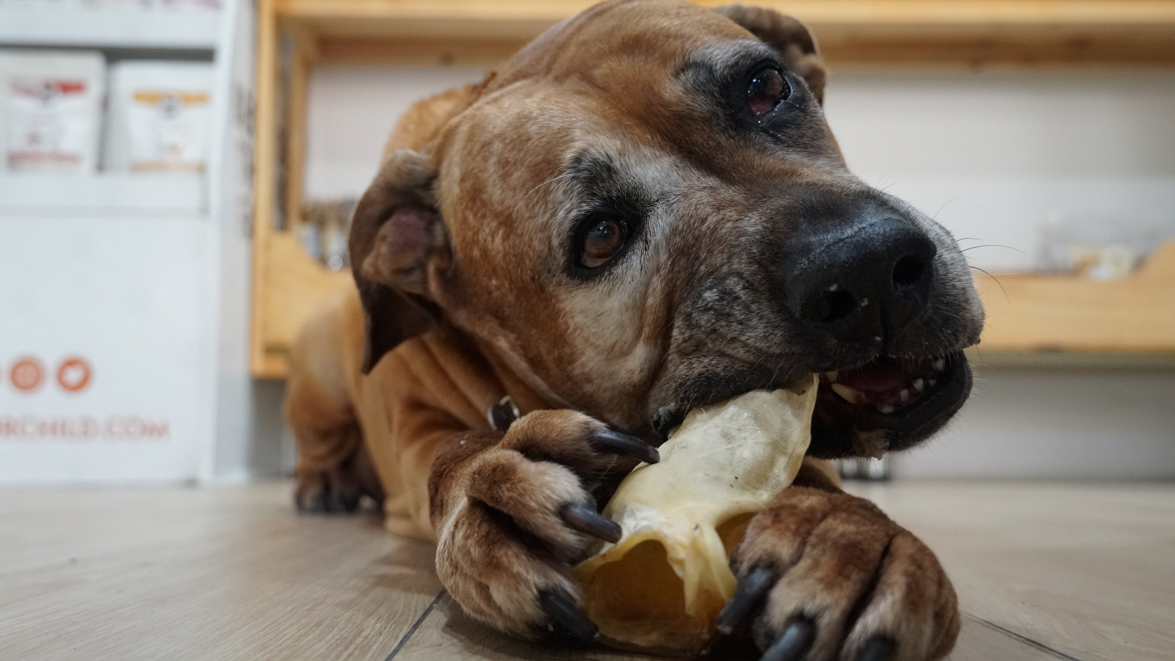Senior Dog Chewing  a Beef ear Chew
