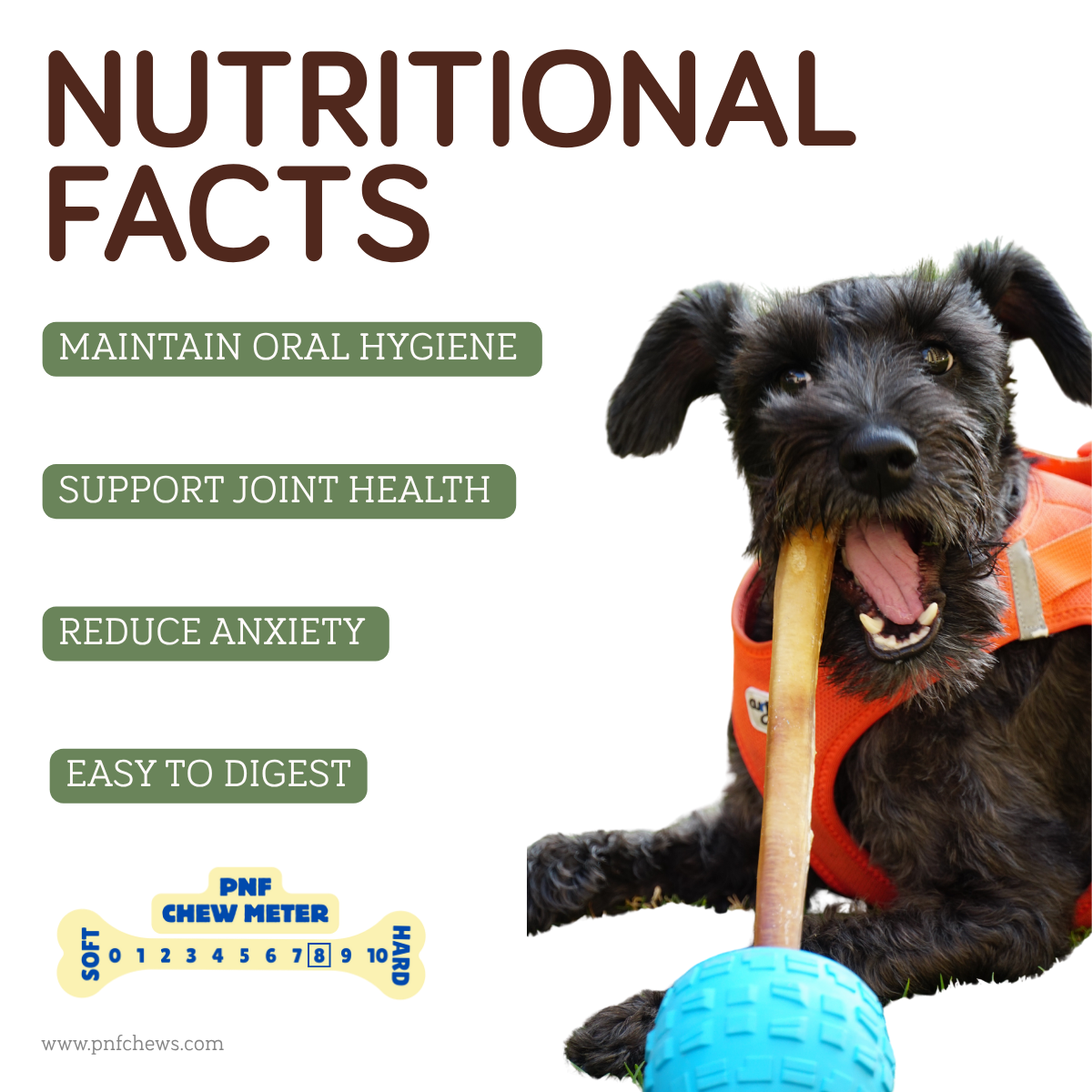 6" Bully Stick Monster