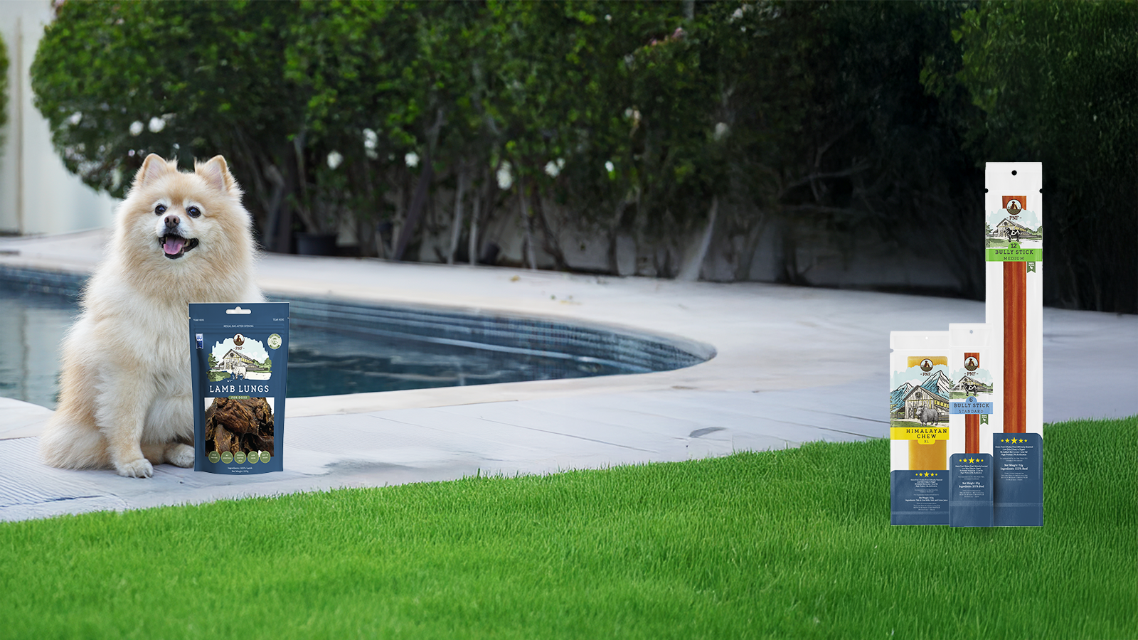 Dog sitting by a pool with pet product packaging displayed