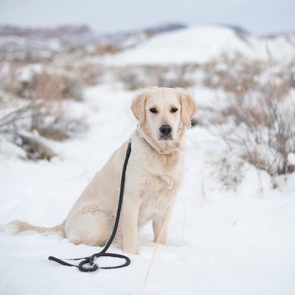 Mod Essential Leash - Black by ZippyPaws