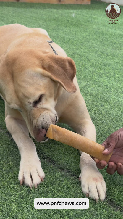 Himalayan Chew Medium